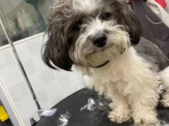 -芭比堂动物医院·犬猫全科·异宠专科(雁塔分院)