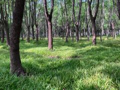 -嘉北郊野公园北游客中心-地上停车场