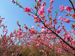 -常德桃花源景区