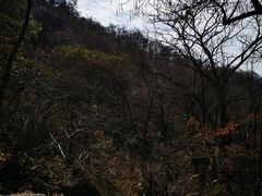 -王顺山国家森林公园