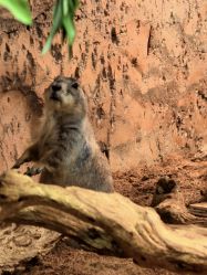 -Zoolung Zoolung动物主题公园(海信广场店)