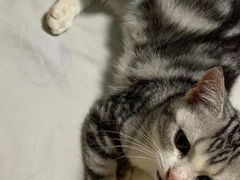 -中农国际动物医院24小时·猫科·骨科·急重症中心