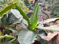 -呀路古热带植物园