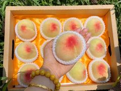 -老袁家蜜桃农场·阳山水蜜桃