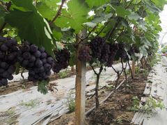 -麦园农庄·西江河鲜