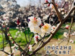 -无锡梅园公园