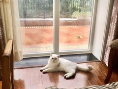 -纳吉亚猫专科动物诊疗中心(蒋宅口分院)