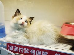 -lincat·猫舍(广州店)