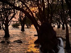 -宝安西湾红树林湿地公园