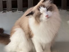 -豆逗聊愈猫阁Easy Life
