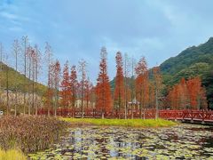 -广州市石门国家森林公园