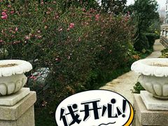 -青岛海景花园大酒店·白果树餐厅青岛菜
