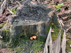 -铁山坪森林公园