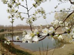 -大兴滨河森林公园