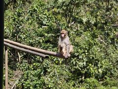 -西双版纳原始森林公园