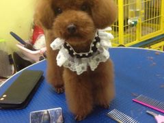iphone_upload_pic-爱宠屋pet shop·宠物洗澡·宠物美容