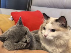 -猫大福·Fortune Cat猫舍(百子湾店)