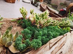 -北岐滩涂