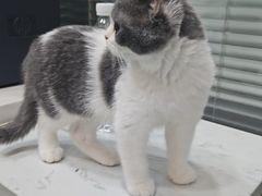 -pd派德宠物中心医院24H急重症·眼科中心·血液透析中心(嵩山北路店)