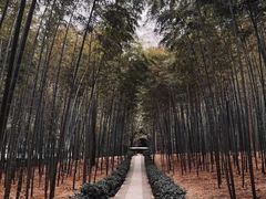 -大奇山国家森林公园