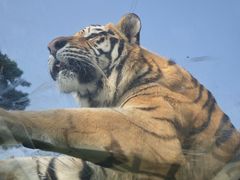 -西霞口神雕山野生动物世界