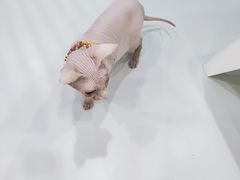 -糯米喵星人·撸猫猫舍咖啡馆(西市场嘉华店)