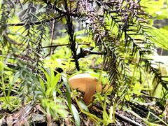 -山王坪喀斯特国家生态公园