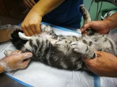 -纳吉亚猫专科动物医院博雅分院