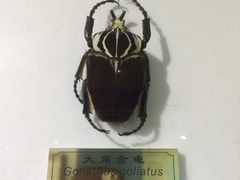 -上海昆虫博物馆