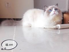 -喵zoo家庭繁育猫舍(尖东智能花园店)