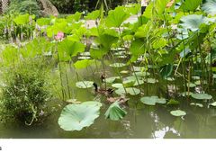 -洛阳市隋唐城遗址植物园