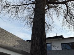 -自如ZSPACE四合院艺术餐厅