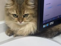 -安安宠医宠物医院·异宠·犬猫内科(岳阳分院)