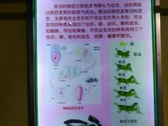 -上海昆虫博物馆