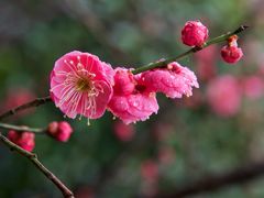 -上海吴淞炮台湾国家湿地公园