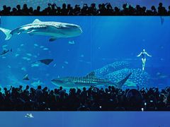 -珠海长隆海洋王国