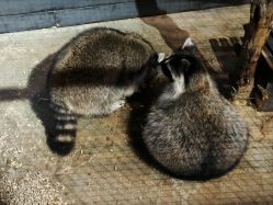 -酷嗒动物文化乐园(cutezoo西溪乐天城店)