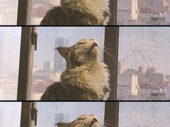 -猫在这儿猫咪咖啡馆·撸猫馆
