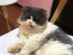 -李小姐の猫咖啡馆(五角场店)