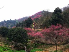 -新建村梅花