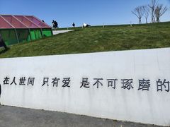 -荷兰花海