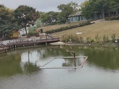 -大塘金香草谷