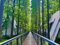 -黄海国家森林公园