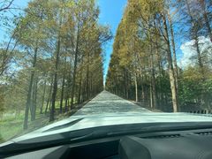 -上海海湾国家森林公园