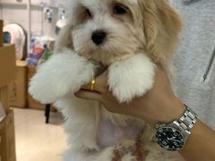 -翊宠yipet猫狗购宠庄园犬舍•猫舍