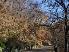 -天女山森林公园