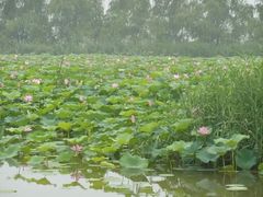 -微山湖红荷湿地景区