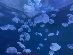 -上海海昌海洋公园