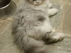 -猫咪博物馆(顶澳仔猫街店)