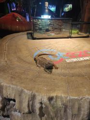 -酷嗒动物文化乐园(cutezoo西溪乐天城店)